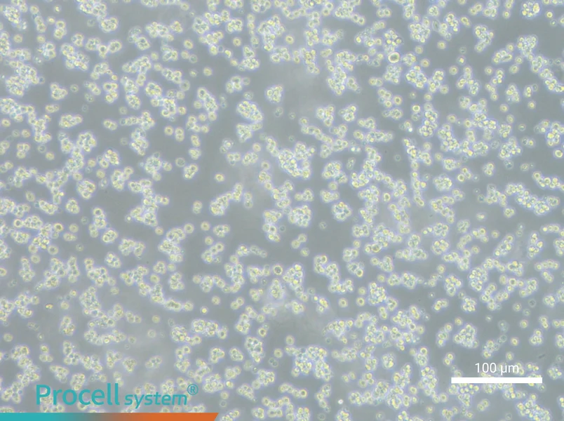 L5178Y TK+/- clone (3.7.2C) Cell Complete Medium - 1