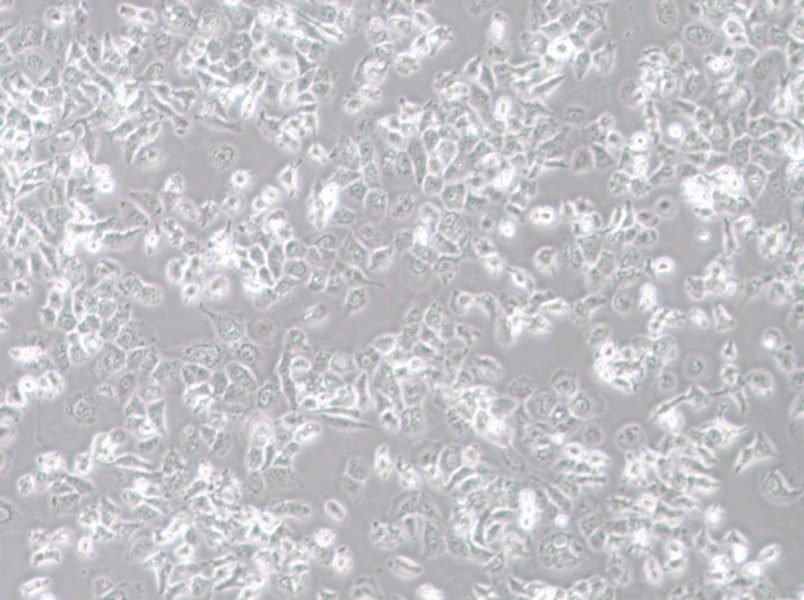 NCI-H23 Cell Complete Medium - 2