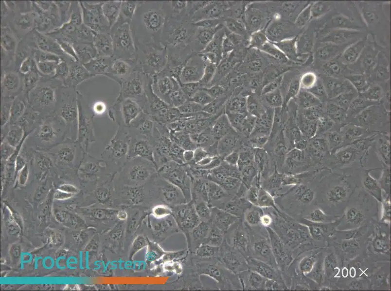 Marcus Cell Complete Medium - 5