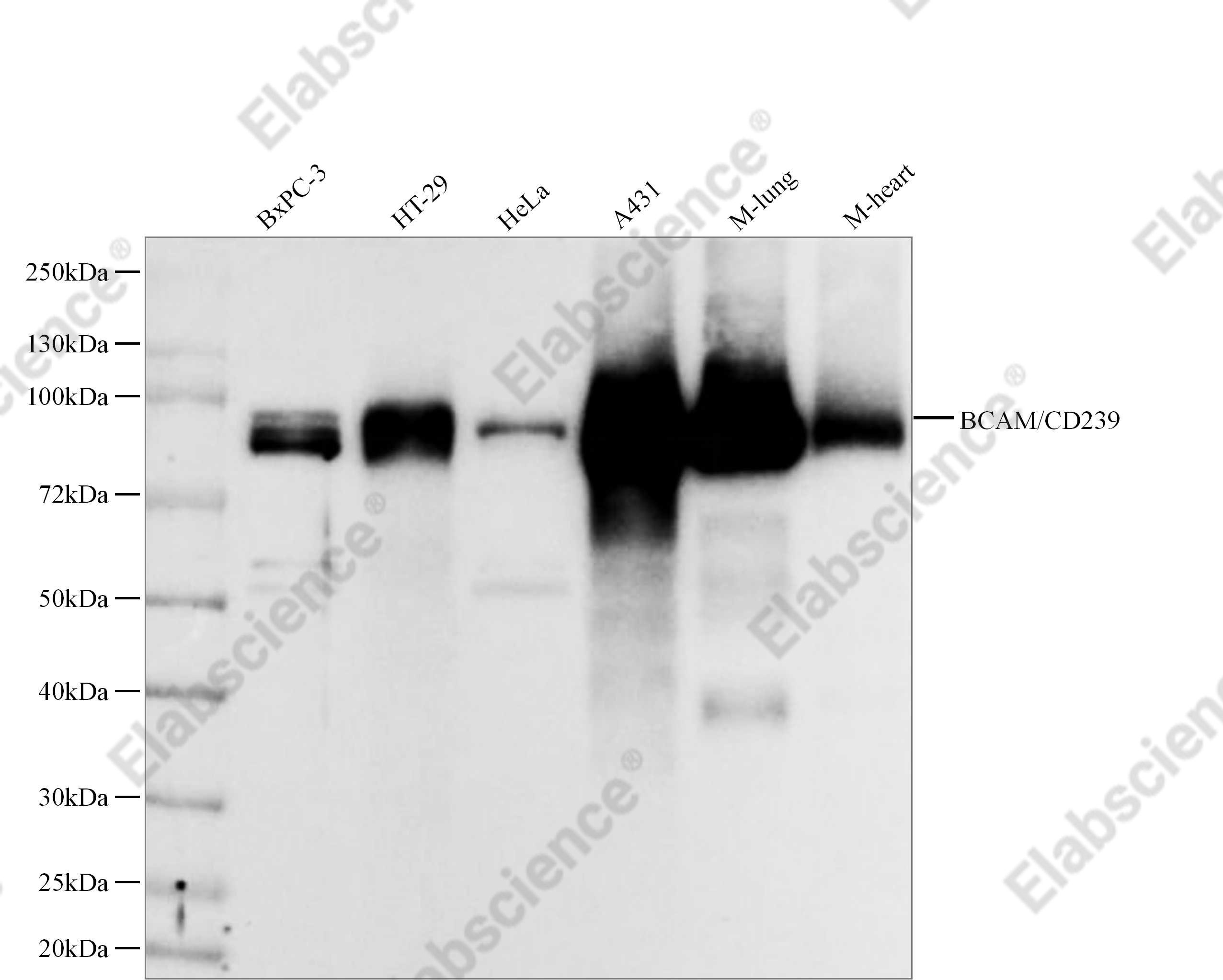 Recombinant BCAM/CD239 Monoclonal Antibody - 1
