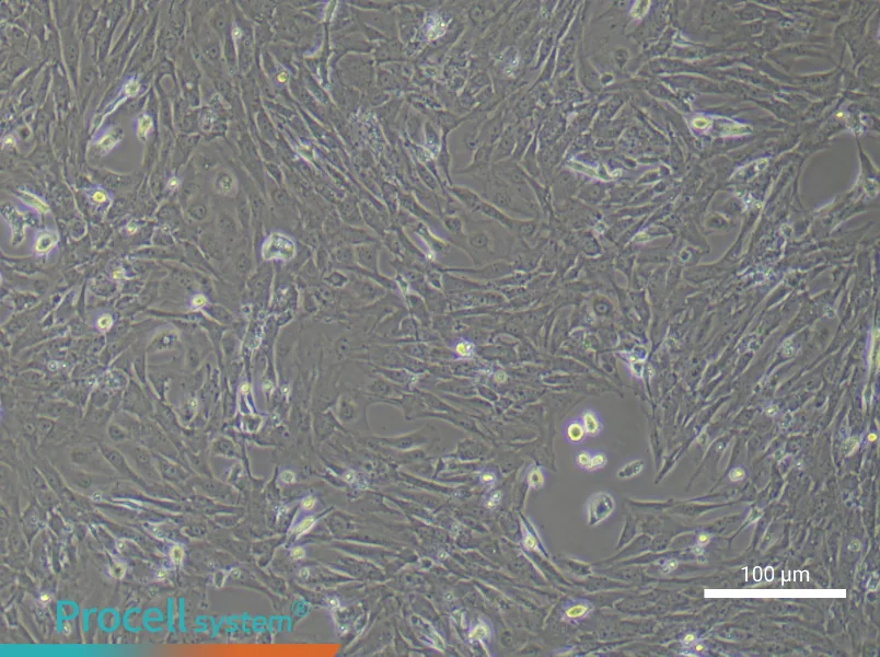 Mouse Intestinal Smooth Muscle Cell Complete Medium - 1