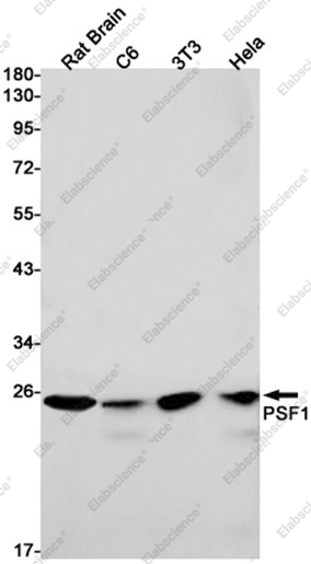 Recombinant PSF1 Monoclonal Antibody - 1