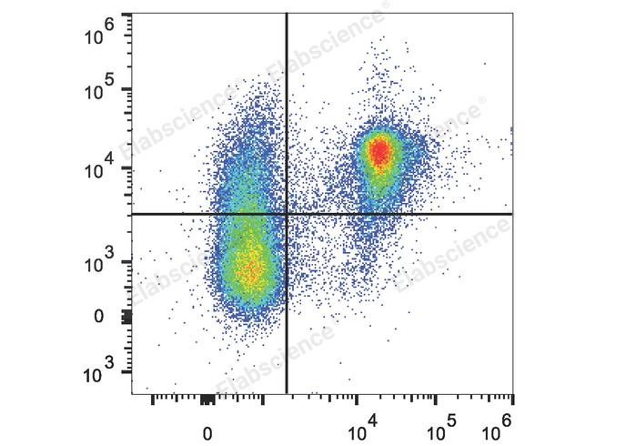 C57BL/6 murine splenocytes are stained with PE/Cyanine7 Anti-Mouse CD200 Antibody and FITC Anti-Mouse CD45R/B220 Antibody.