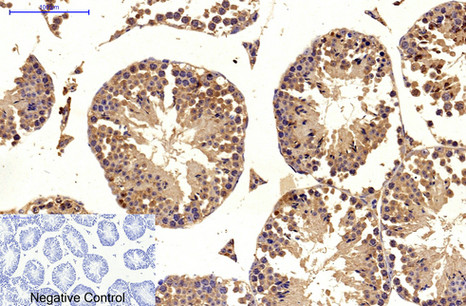 Immunohistochemistry of paraffin-embedded Mouse testis tissue using MICU1 Monoclonal Antibody at dilution of 1:200.