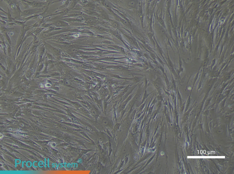 Human Periodontal Ligament Stem Cell Complete Medium - 2