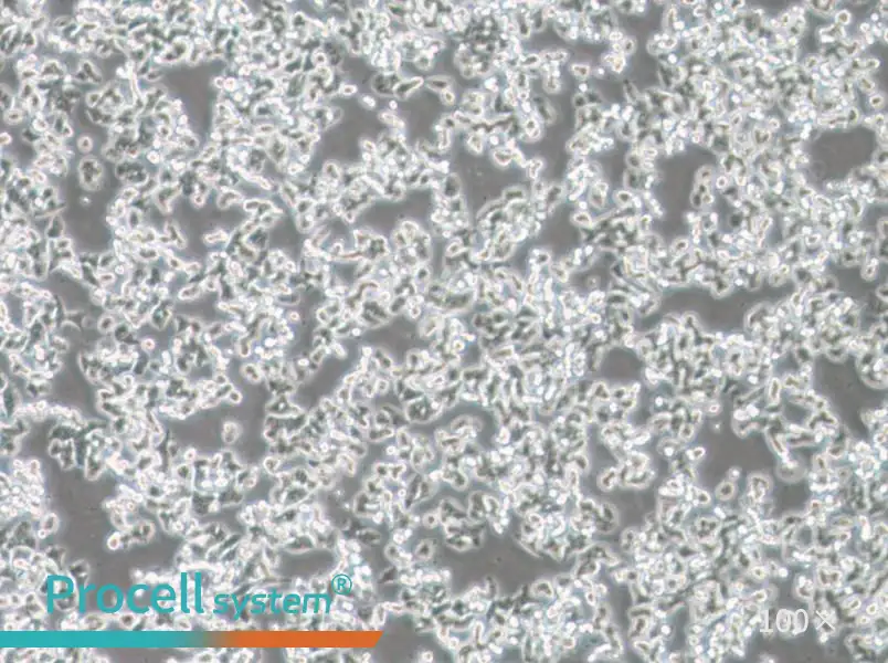 SW48 (L15) Cell Complete Medium - 1