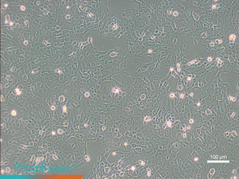 B-CPAP [BC-PAP; BCPAP]B-CPAP [BC-PAP; BCPAP] - 3