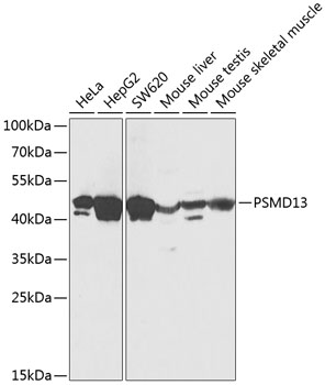 Western blot analysis of extracts of various cell lines using PSMD13 Polyclonal Antibody at 1:1000 dilution.