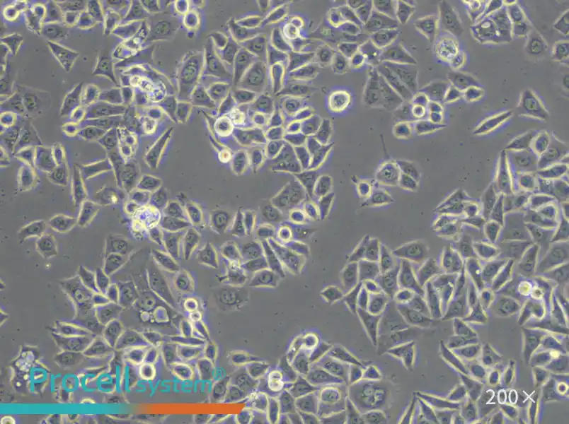 AGS Cell Complete Medium - small - 4