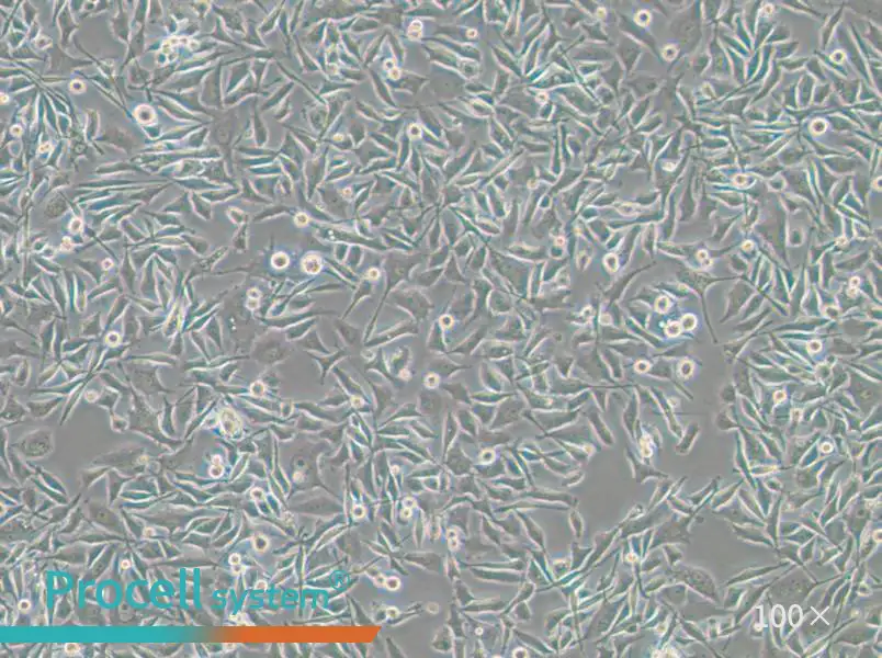 PC-3-RFP Cell Complete Medium - small - 6