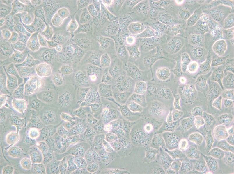 NCI-H661 Cell Complete Medium - small - 6