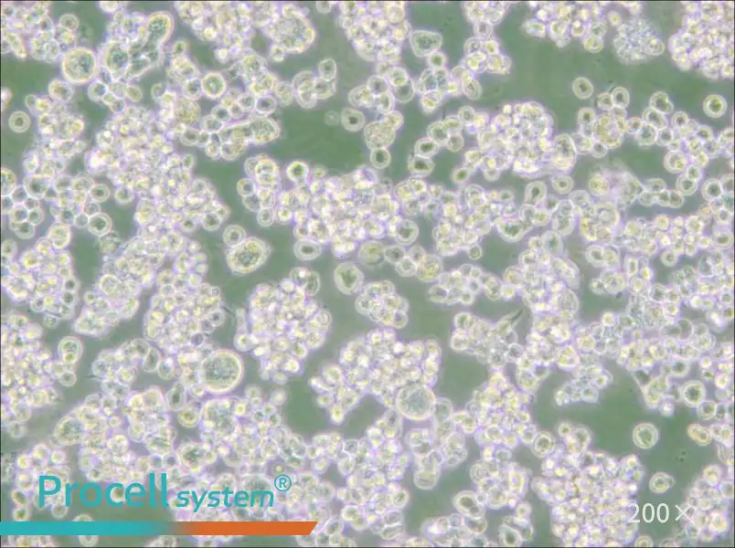 EB-3 Cell Complete Medium - 6