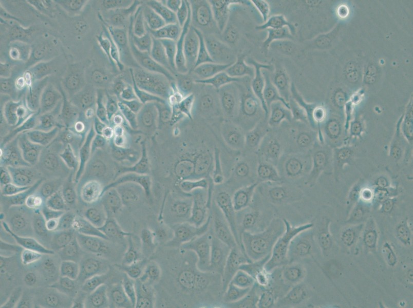 HCC1143 Cell Complete Medium - small - 5