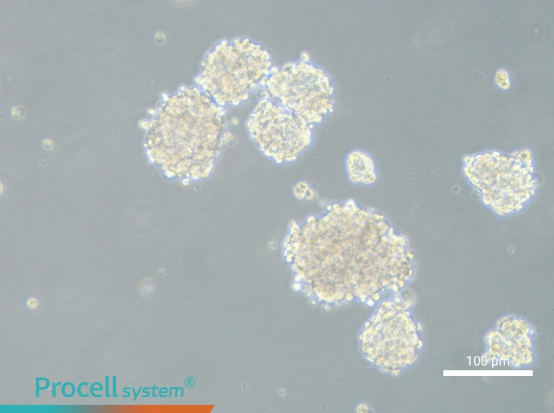 NCI-H1975 (3D)NCI-H1975 (3D) - 2