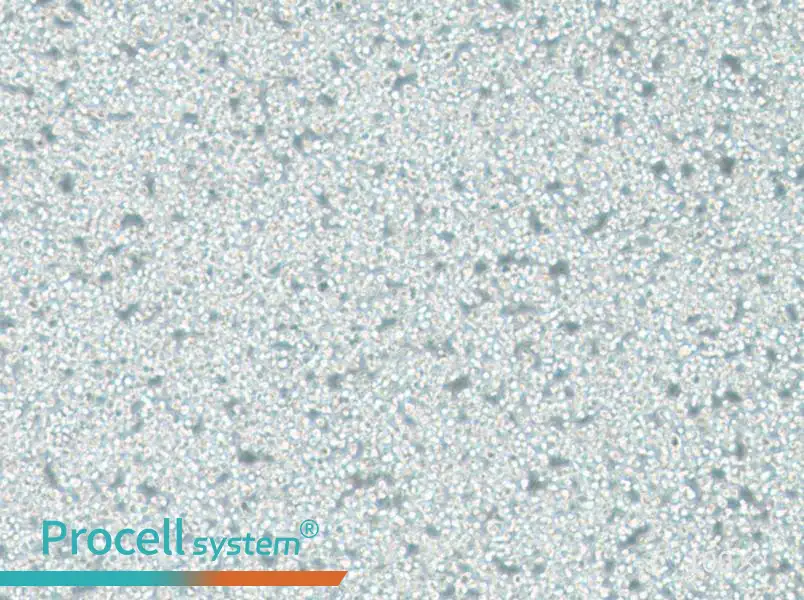 C1498 Cell Complete Medium - 1