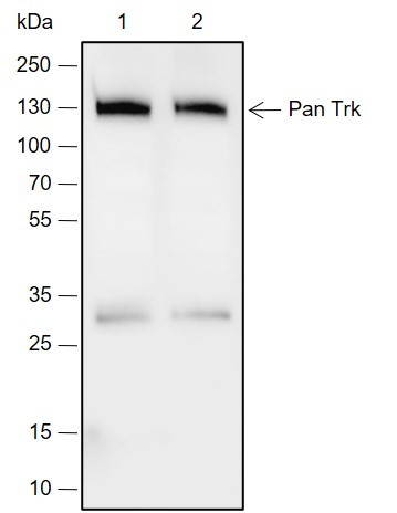 Recombinant Pan Trk Monoclonal Antibody-searchlist-1