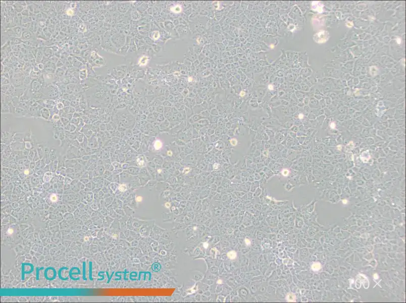 AML12 Cell Complete Medium - 1