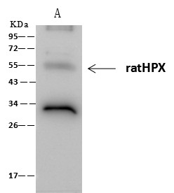 Recombinant Hemopexin/HPX Monoclonal Antibody - small - 2