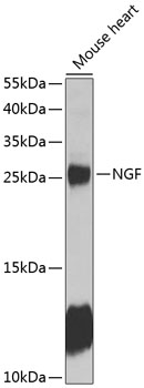 Western blot analysis of extracts of mouse heart using NGF Polyclonal Antibody at 1:1000 dilution.