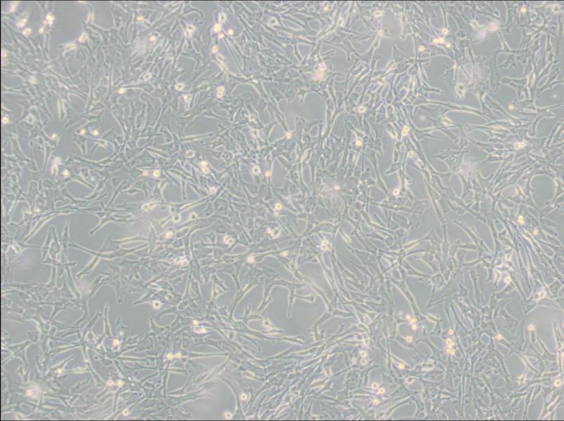 Super Tube Cell Complete Medium - 3