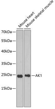 Western blot analysis of extracts of various cell lines using AK1 Polyclonal Antibody at 1:1000 dilution.