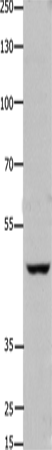 Western Blot analysis of Hela cell using FOXD3 Polyclonal Antibody at dilution of 1:450