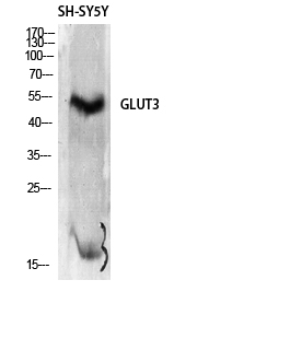 Western Blot analysis of Mouse kidney, using GLUT-3 Polyclonal Antibody at dilution of 1:2000.