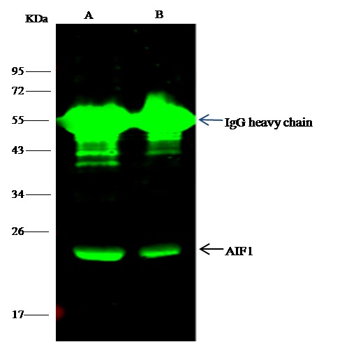 Recombinant IBA1/AIF1 Monoclonal Antibody - small - 2