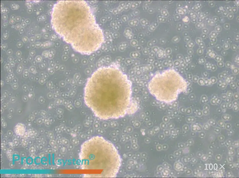 NK-92 Cell Complete Medium - 1
