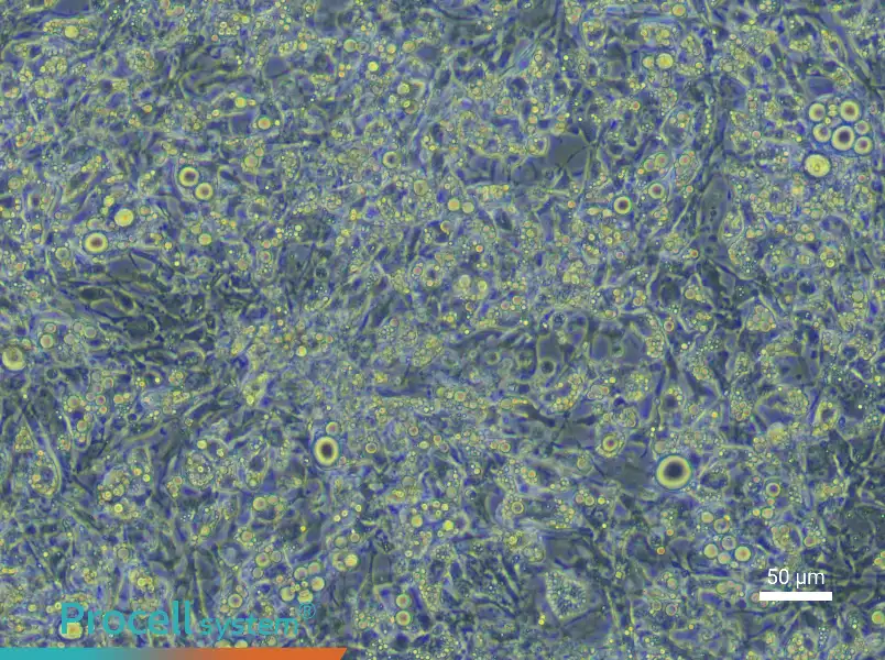 Mouse Brown Adipocyte Complete Medium - 4
