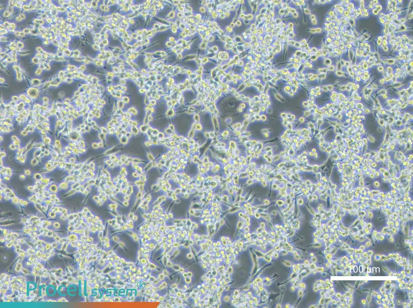 LA795 Cell Complete Medium - 3