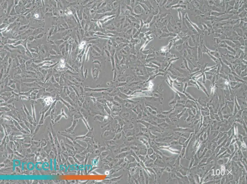 OCUT-2C Cell Complete Medium - 1