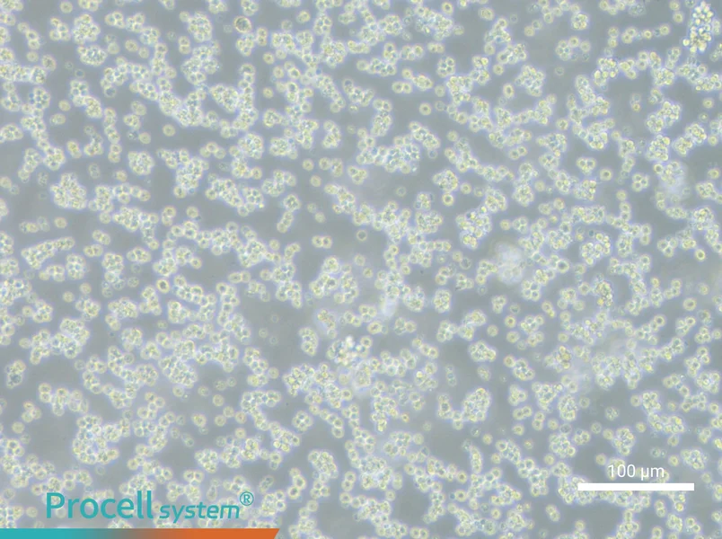 L5178Y TK+/- clone(3.7.2C)L5178Y TK+/- clone(3.7.2C) - 2