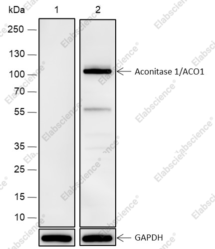 Recombinant Aconitase 1/ACO1 Monoclonal Antibody - 2