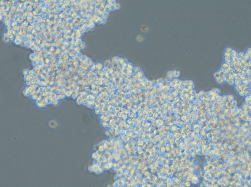 SHP-77 Cell Complete Medium - small - 5