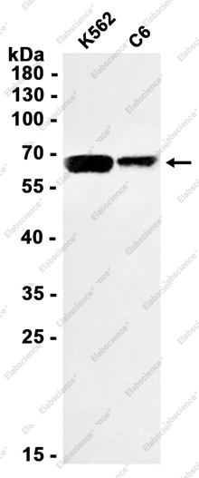Recombinant Menin Monoclonal Antibody - 1