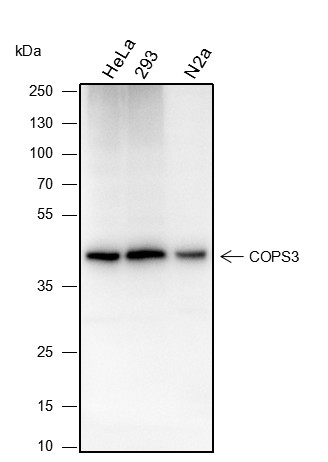 Recombinant COPS3 Monoclonal Antibody-searchlist-1
