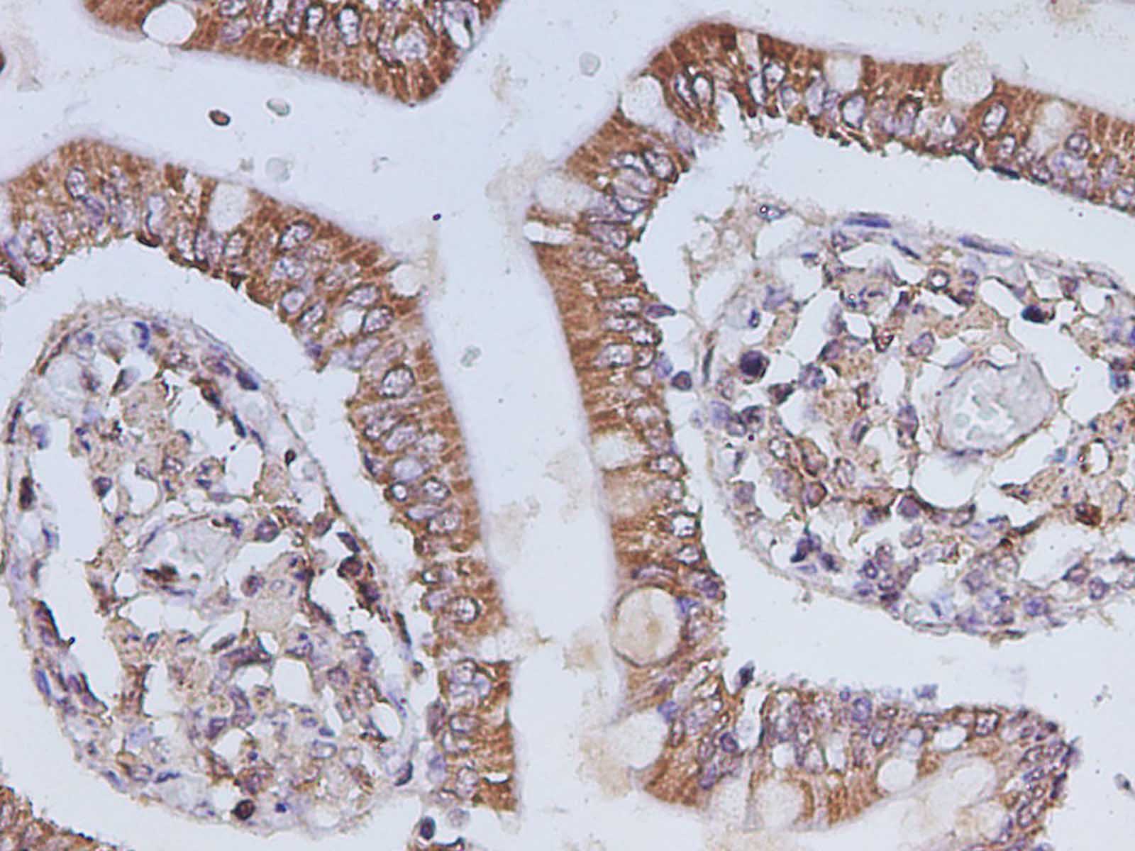 Purified Anti-Human CD86 Antibody[BU63]-产品推荐-11