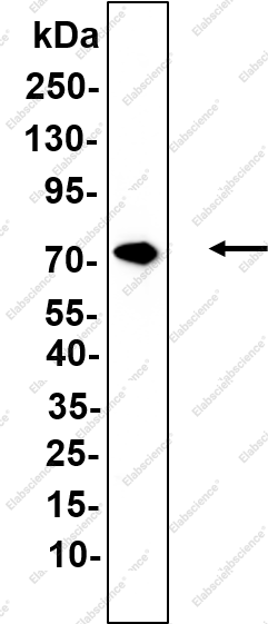 Recombinant E2A Monoclonal Antibody - 1
