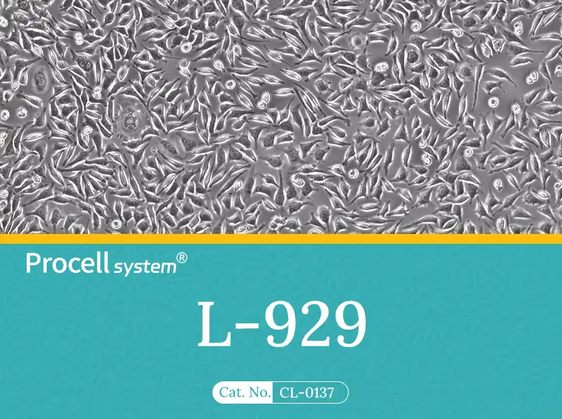 NCTC clone 929 [L cell, L-929]NCTC clone 929 [L cell, L-929] - 1