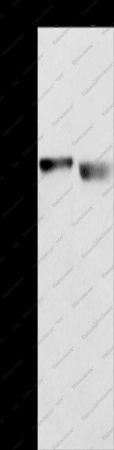 KIAA1524 Polyclonal Antibody - 1