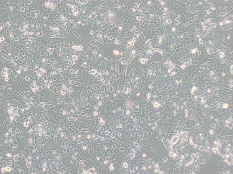 UMR-106 Cell Complete MediumUMR-106 Cell Complete Medium - 3