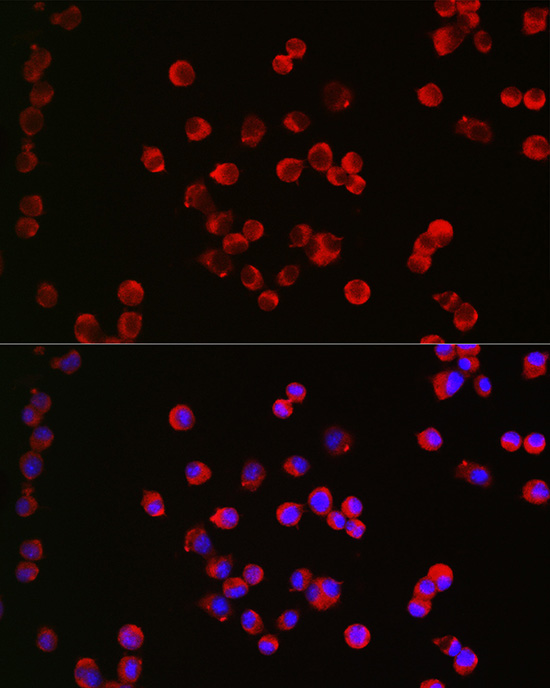 Immunofluorescence analysis of Neuro-2a cells using CHRM1 Polyclonal Antibody at dilution of 1:200 (40x lens). Blue: DAPI for nuclear staining.