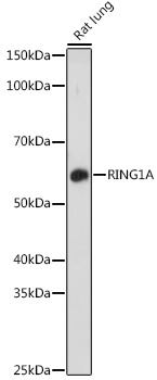 Western blot analysis of extracts of Rat lung using RING1A Polyclonal Antibody at 1:1000 dilution.