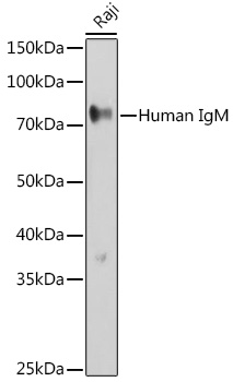 Western blot analysis of extracts of Raji cells using Human IgM Polyclonal Antibody at 1:500 dilution.