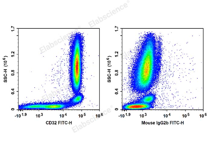 Human peripheral blood leucocytes are stained with FITC Anti-Human CD32 Antibody (Left). Leucocytes are stained with FITC Mouse IgG2b, κ Isotype Control (Right).