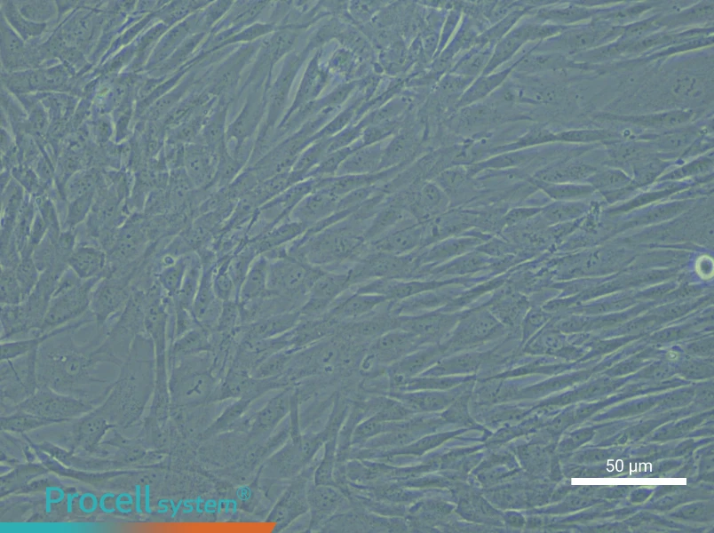 Human Aortic Smooth Muscle Cell Complete Medium - 4