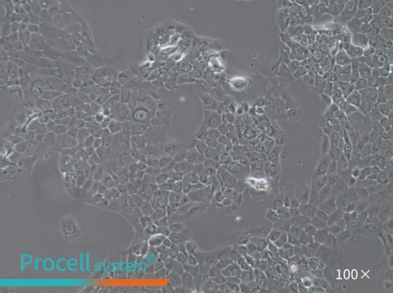 HT-3 Cell Complete Medium - 1