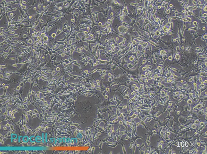 K7M2 wt [K7M2-WT] Cell Complete MediumK7M2 wt [K7M2-WT] Cell Complete Medium - 3