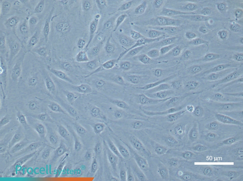 Human Brain Microvascular Endothelial Cell Complete Medium - 5